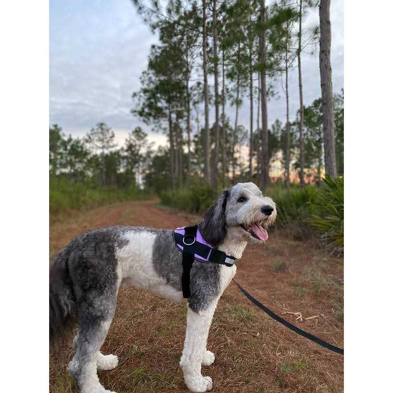 No-Pull Reflective Adjustable Padded Dog Harness N2252