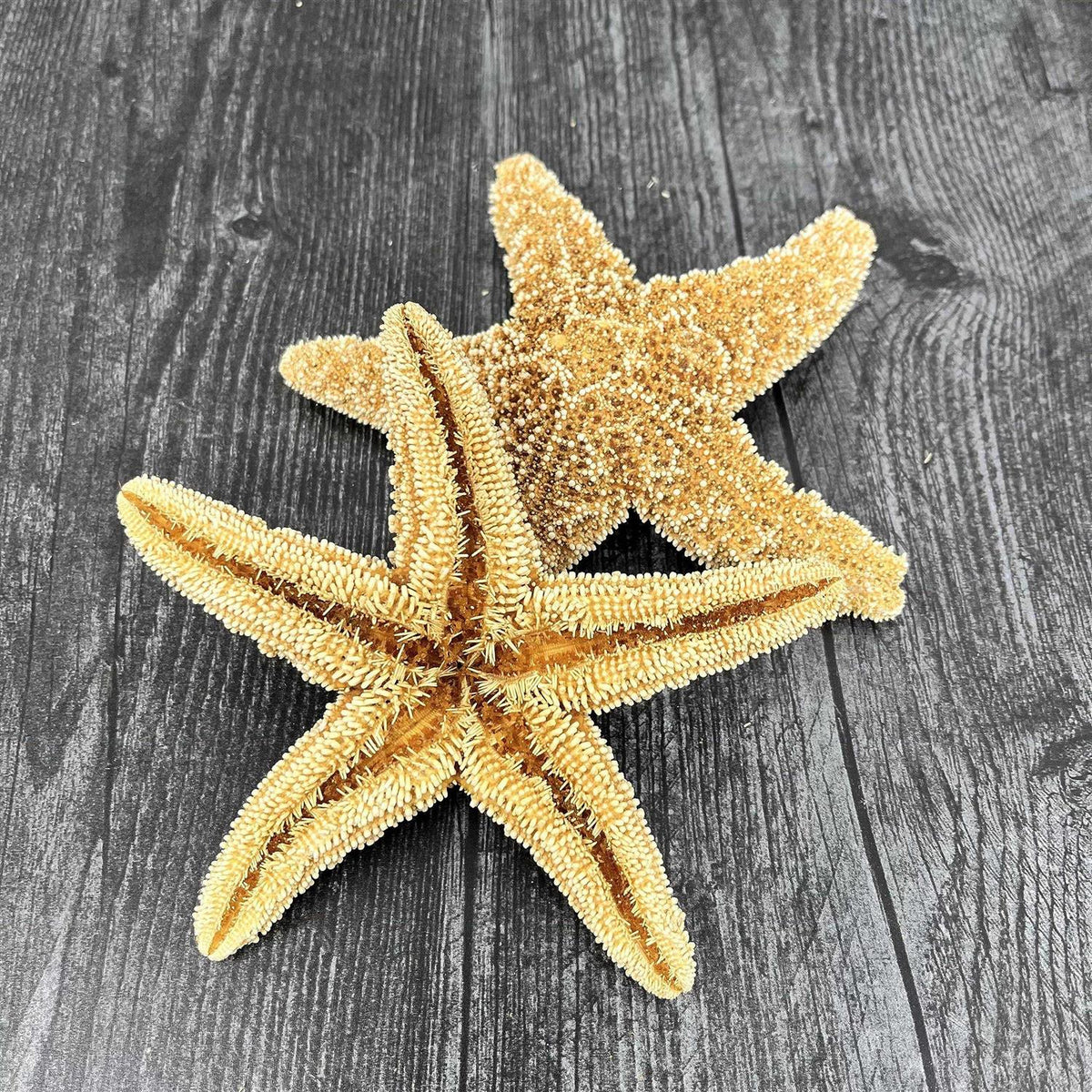 4 6 inch Starfish Decor B9154