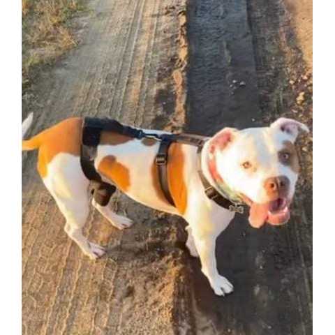 Dog & Cat Knee Brace Q667