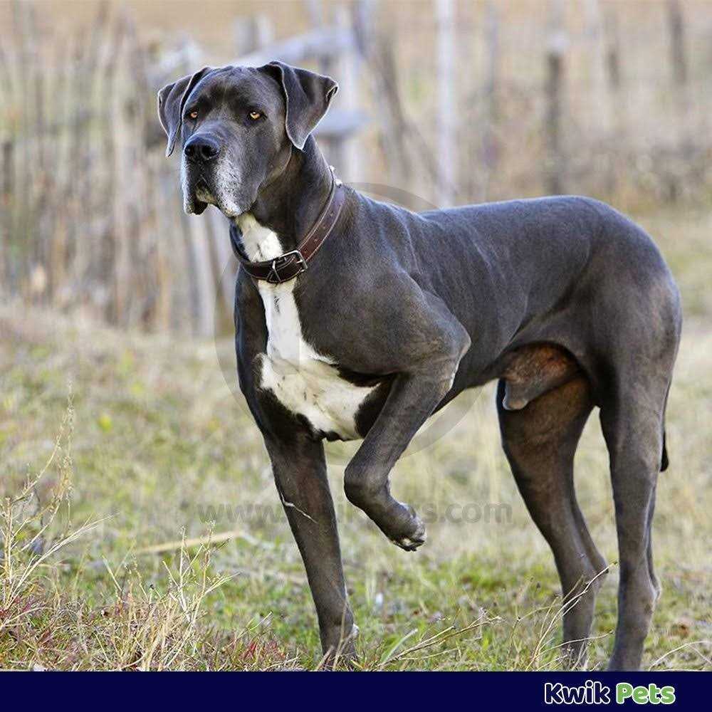 Triple Wormer for Medium & Large Dogs C2638