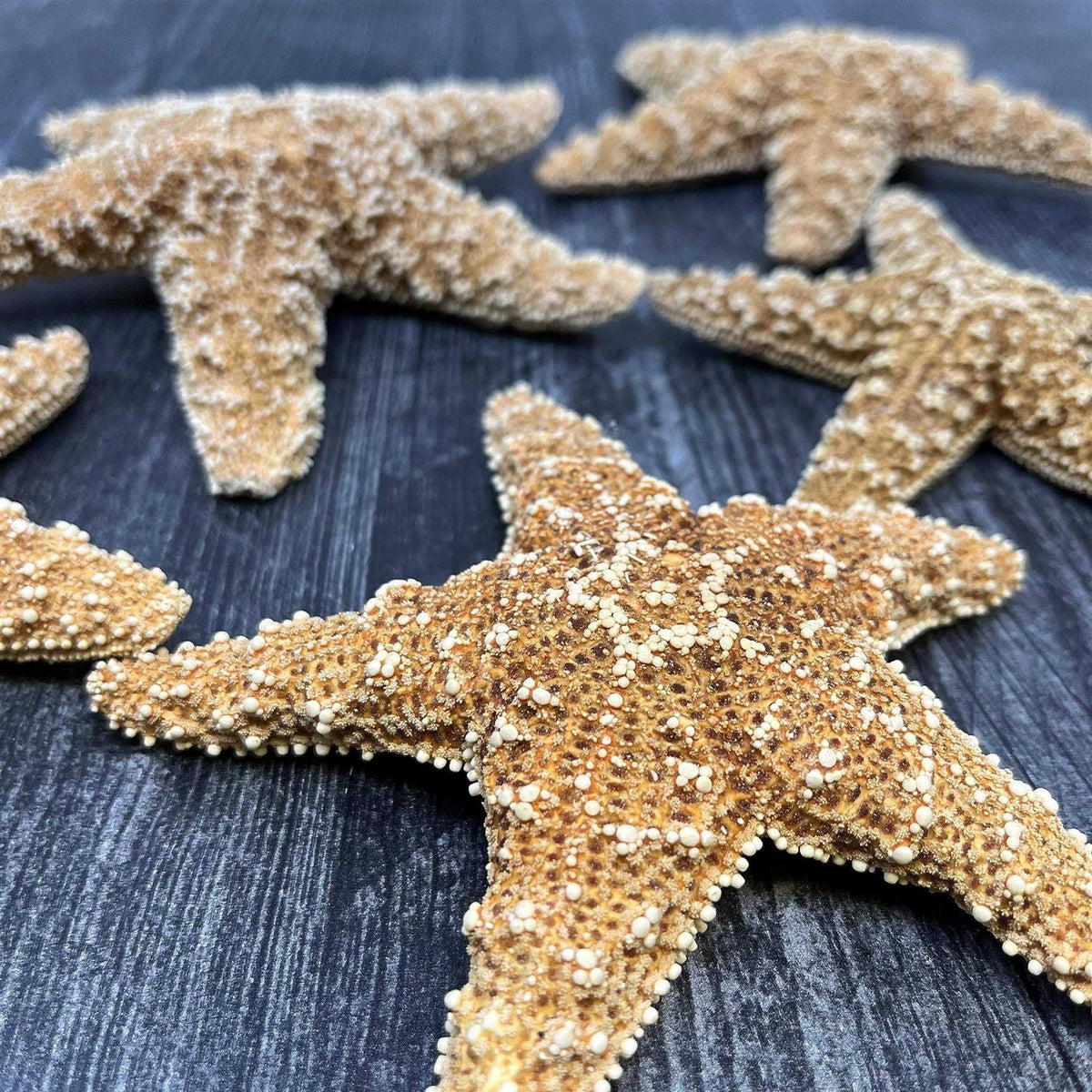 4 6 inch Starfish Decor B9154
