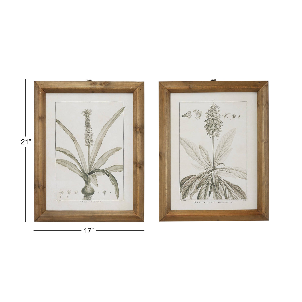 Large Black and White Vintage Botanical Prints in Natural Wood Frames Set X965