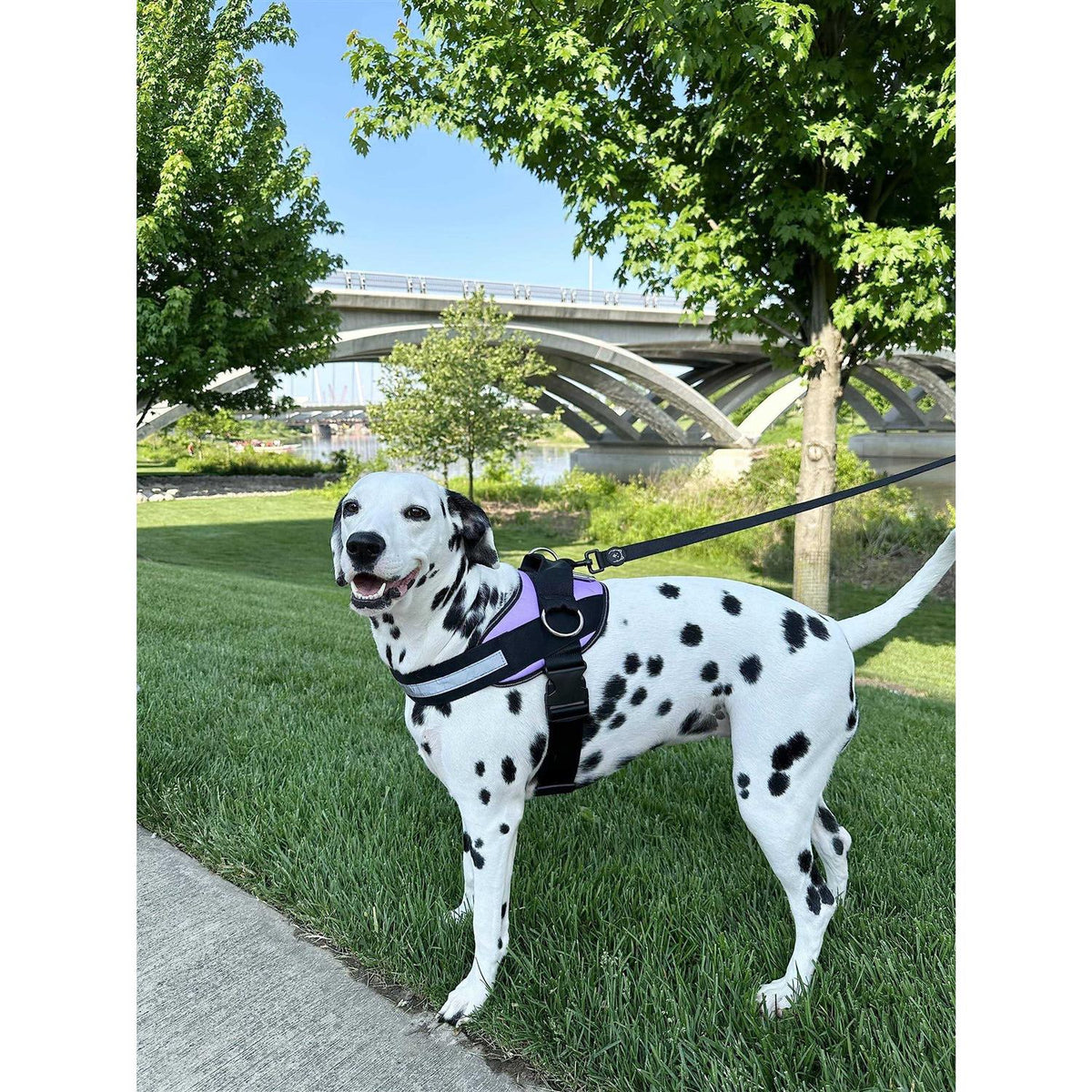No-Pull Reflective Adjustable Padded Dog Harness N2252