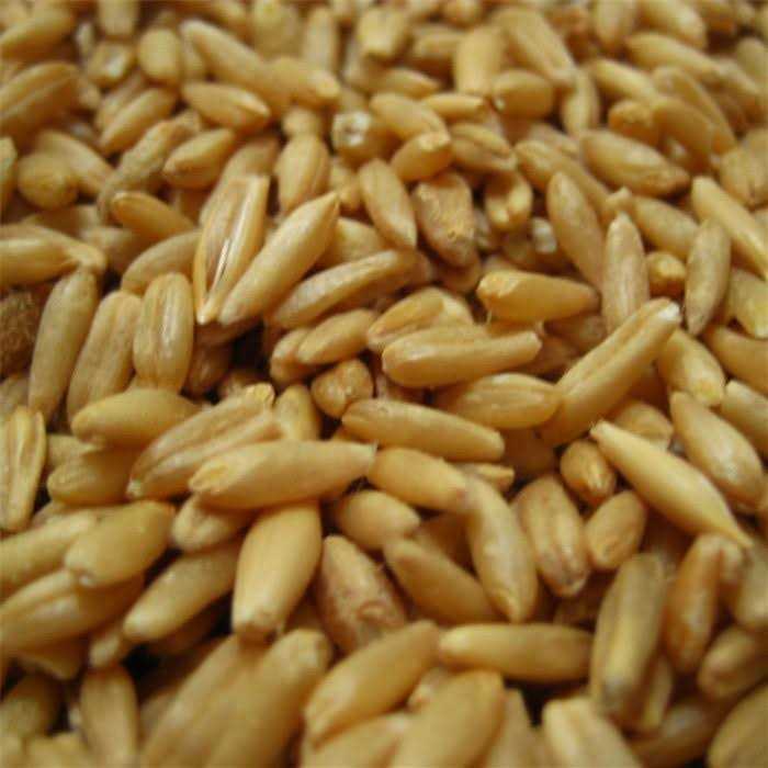 Oat Groats Treat Y78279