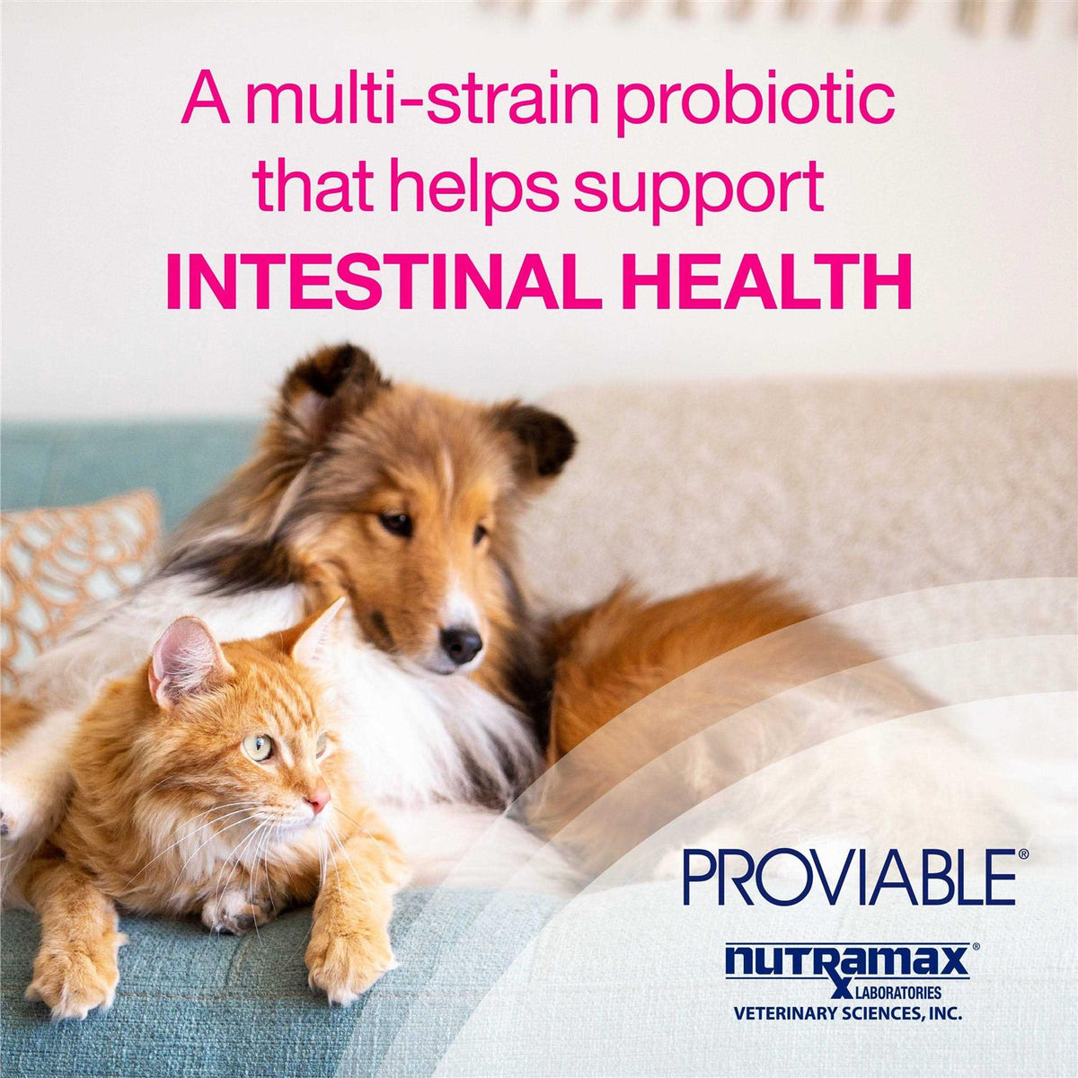 Proviable Health Supplement Kit Dogs Z5122