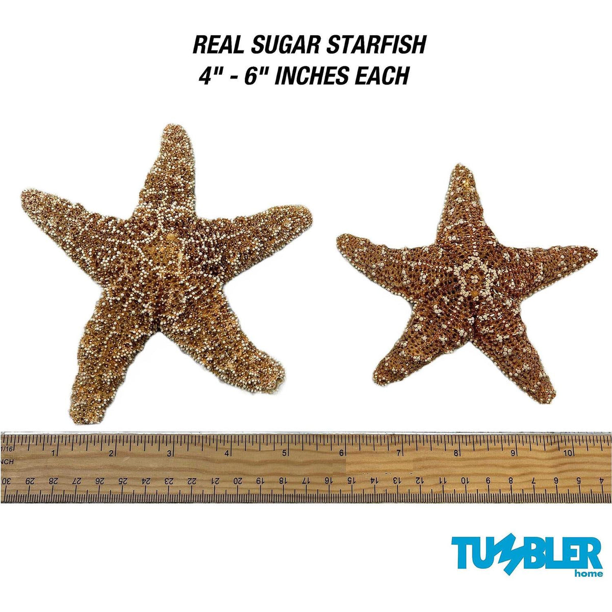 4 6 inch Starfish Decor B9154
