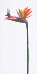 Bird of Paradise Statue Figurine F520