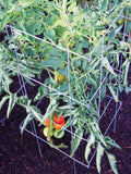 Tomato Cage C635