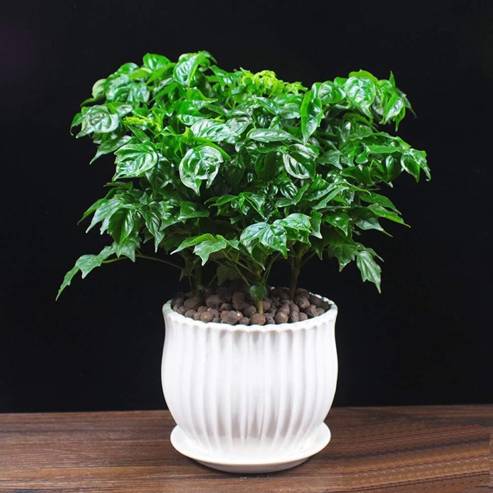 Ceramic Flower Plant Pots with Saucer, Set of 3 in Different Sizes A501319