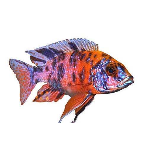 Fish Food for African Cichlids Tetras Tropical Fish K1547
