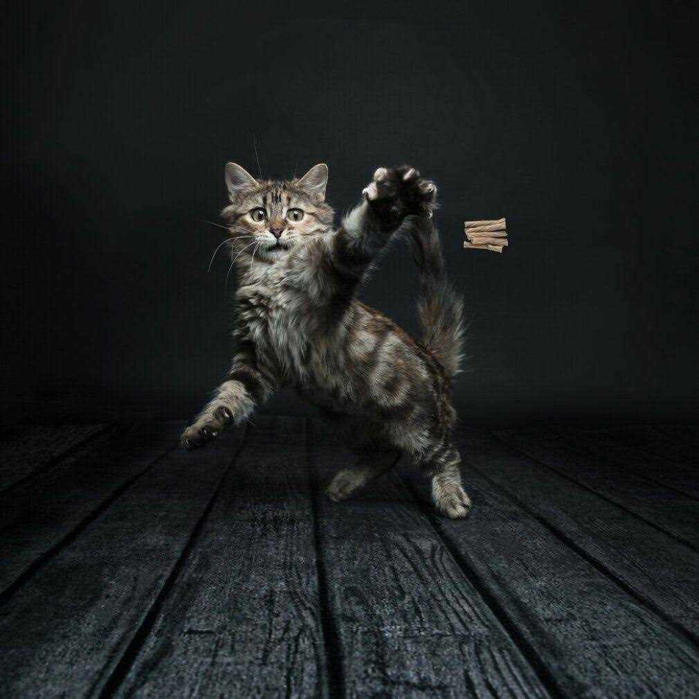 Cat Toy Q7578