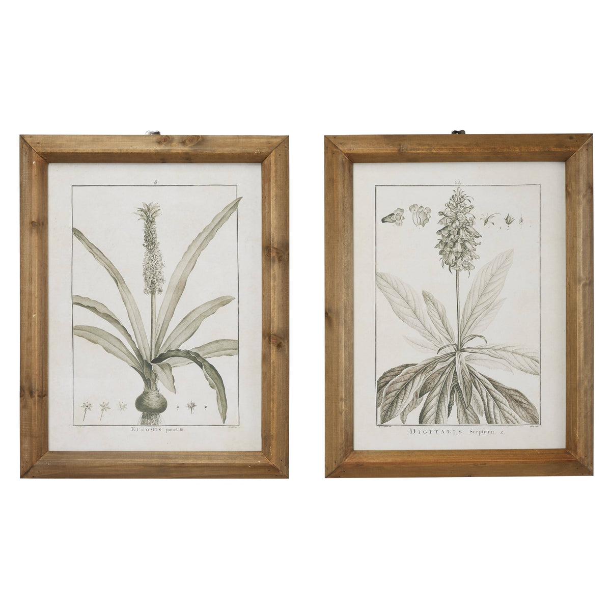 Large Black and White Vintage Botanical Prints in Natural Wood Frames Set X965