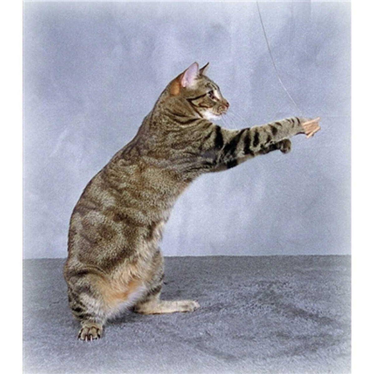 Cat Toy Q7578